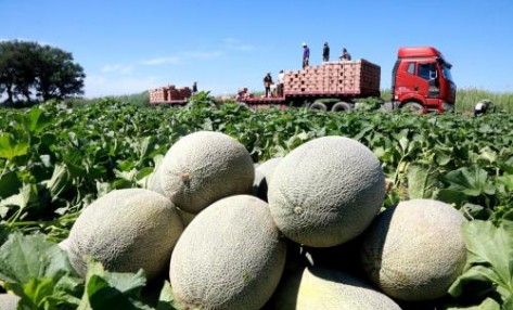 哈密瓜種植怎么施肥長的好？用多不如用巧