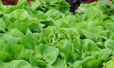 大量元素水溶肥灌溉需要注意哪些事項？